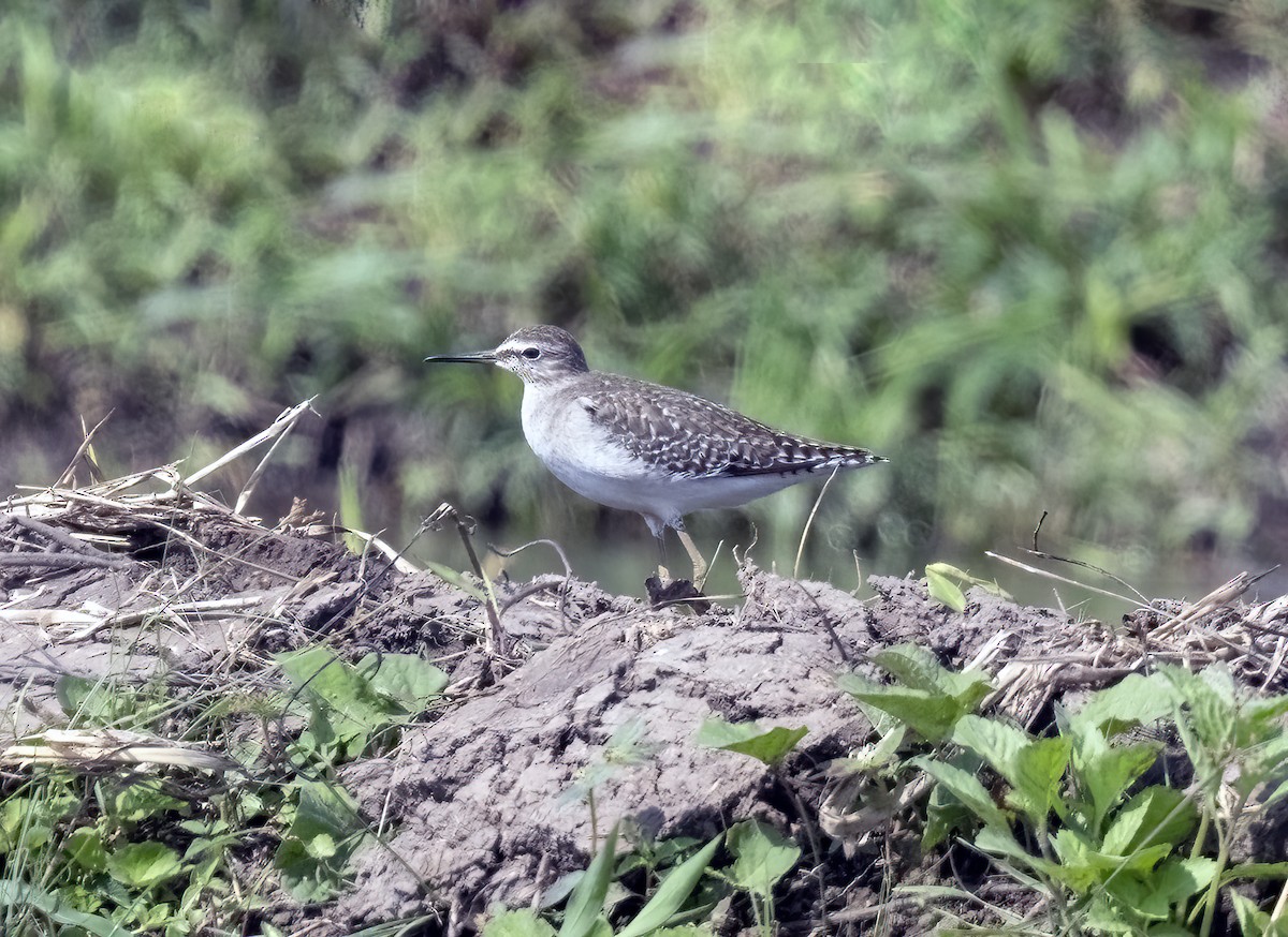 vodouš bahenní - ML645840083