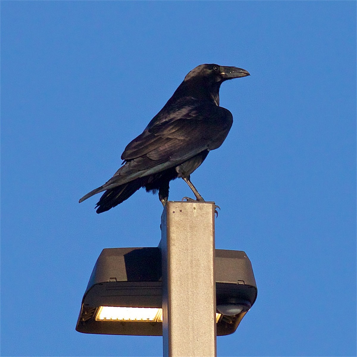 Common Raven - ML645840087