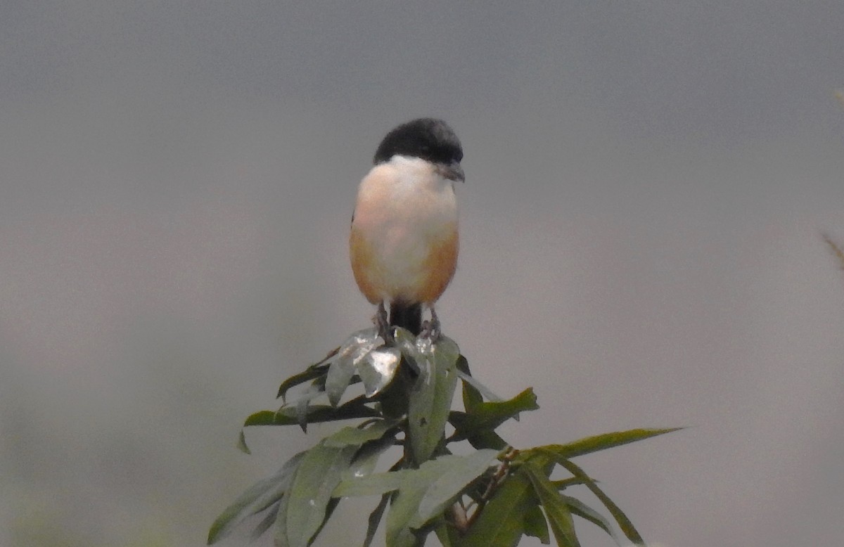 ťuhýk královský - ML645840089