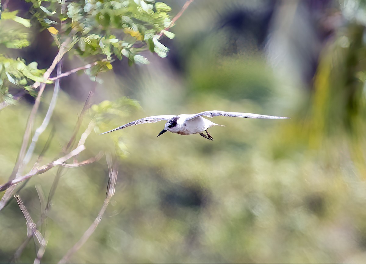 rybák bahenní - ML645840096