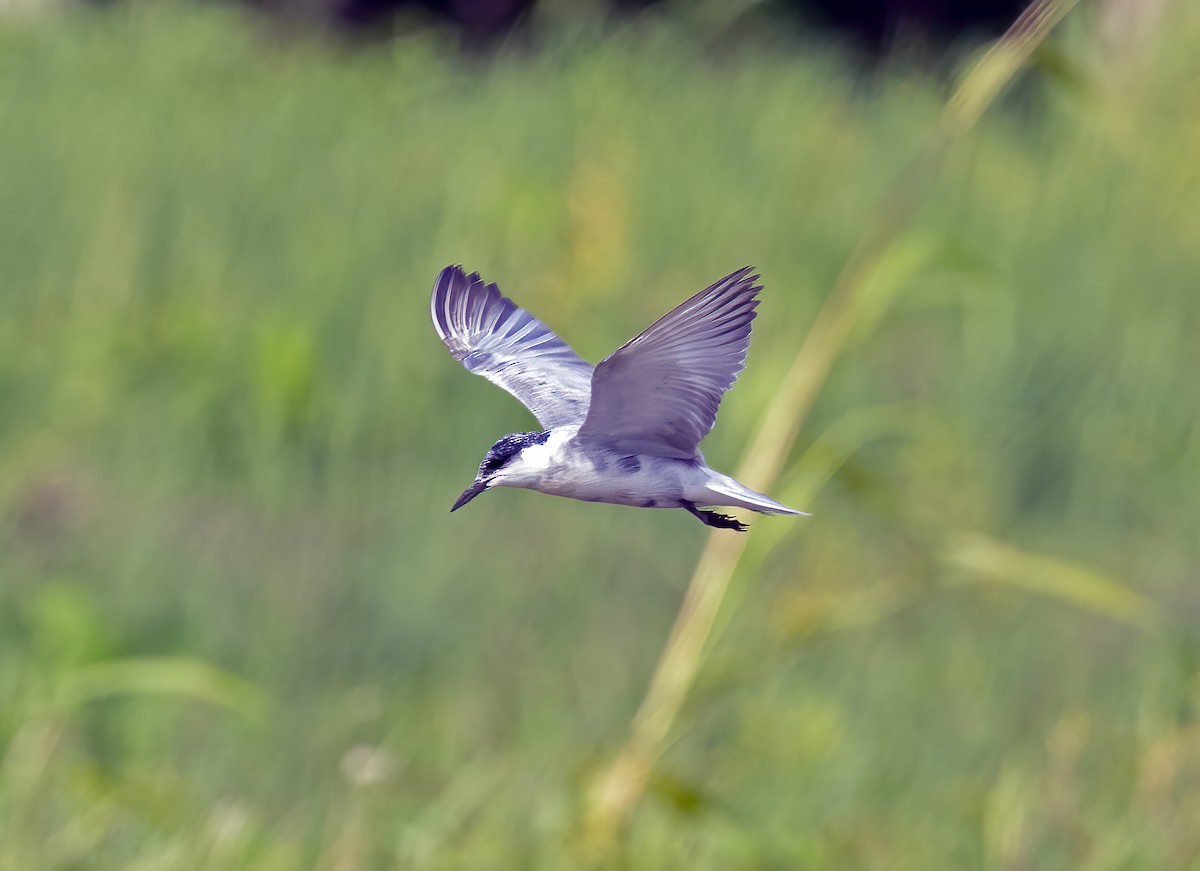 rybák bahenní - ML645840098