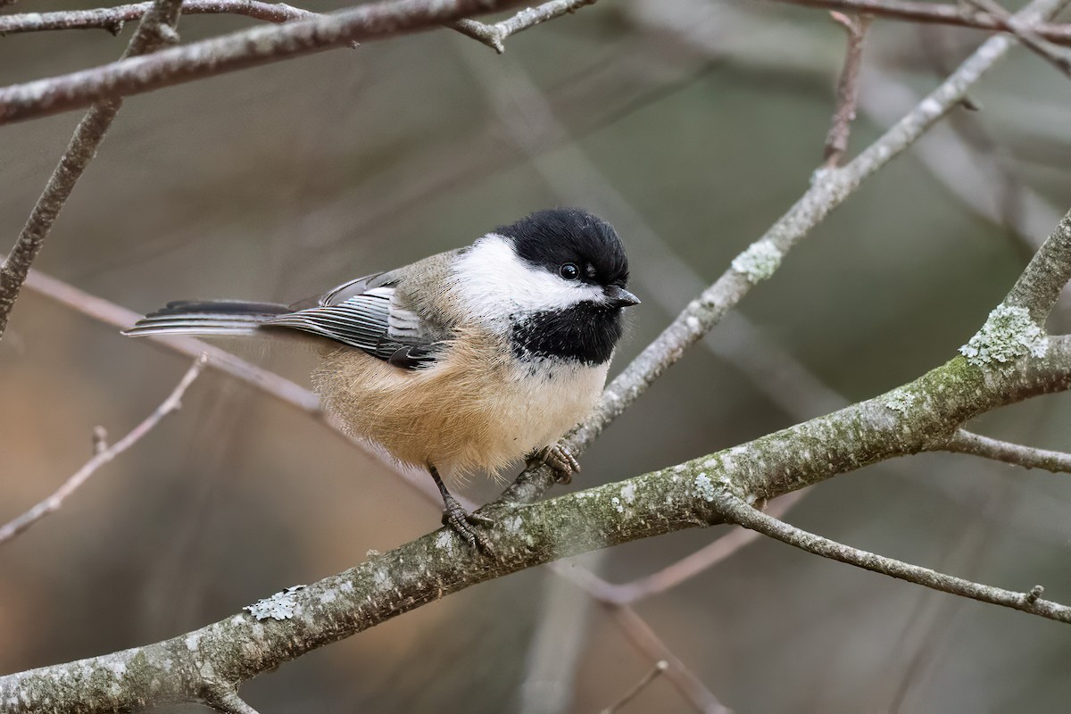 Black-capped Chickadee - ML645840099
