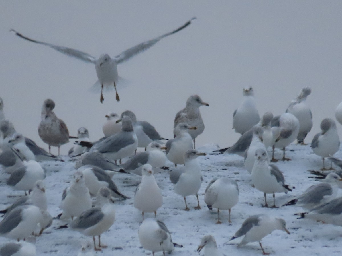 Ring-billed Gull - ML645840100