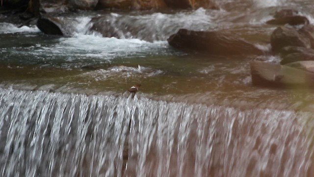 Brown Dipper - ML645840101