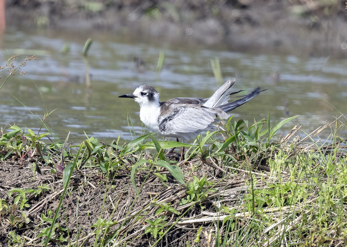 rybák bělokřídlý - ML645840105