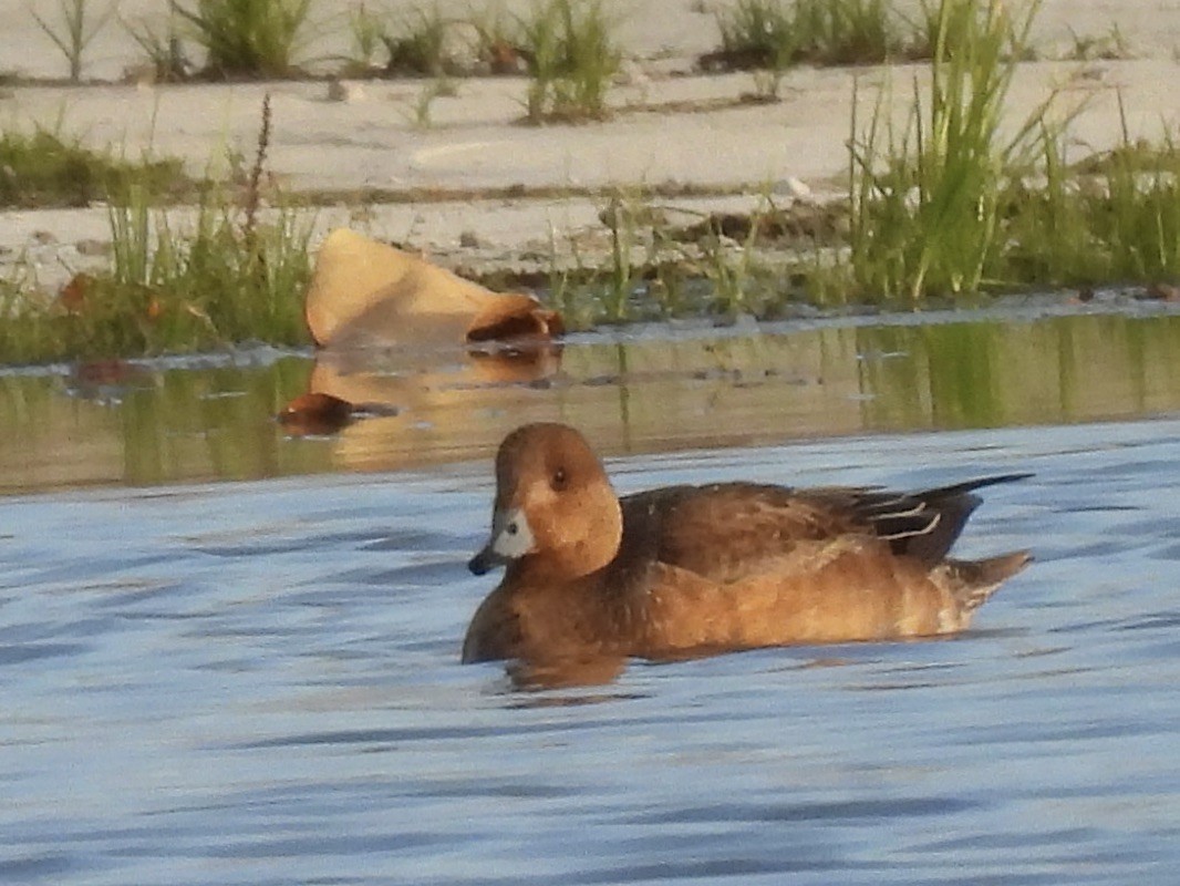 Зээрд нугас - ML645840108