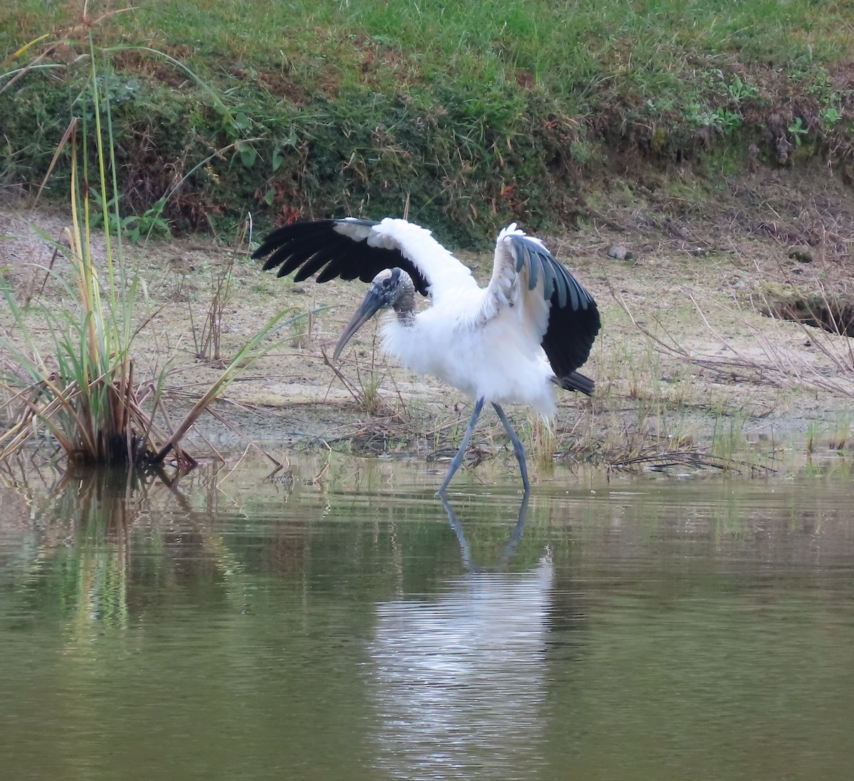 Wood Stork - ML645840110
