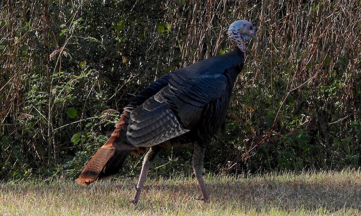 Wild Turkey - ML645840111