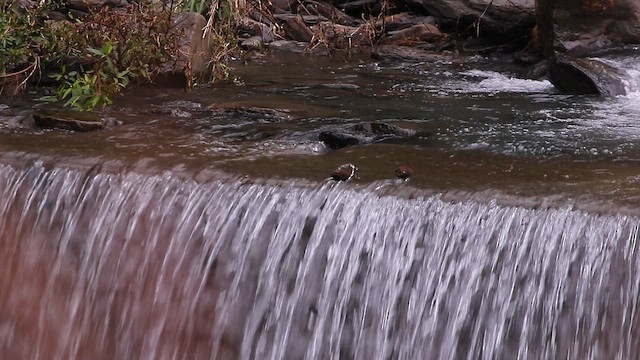 Mirlo Acuático Pardo - ML645840112