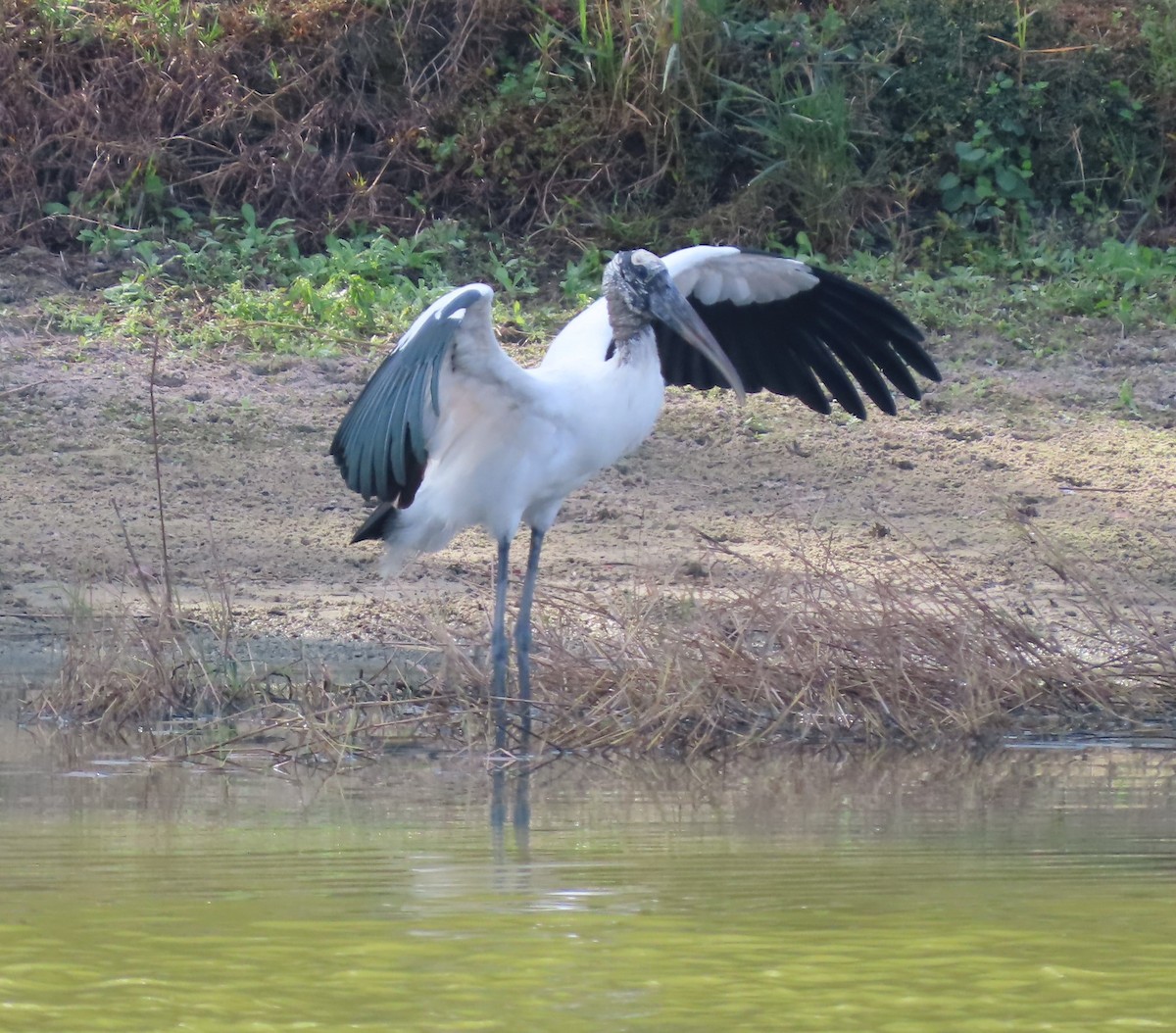 Wood Stork - ML645840113