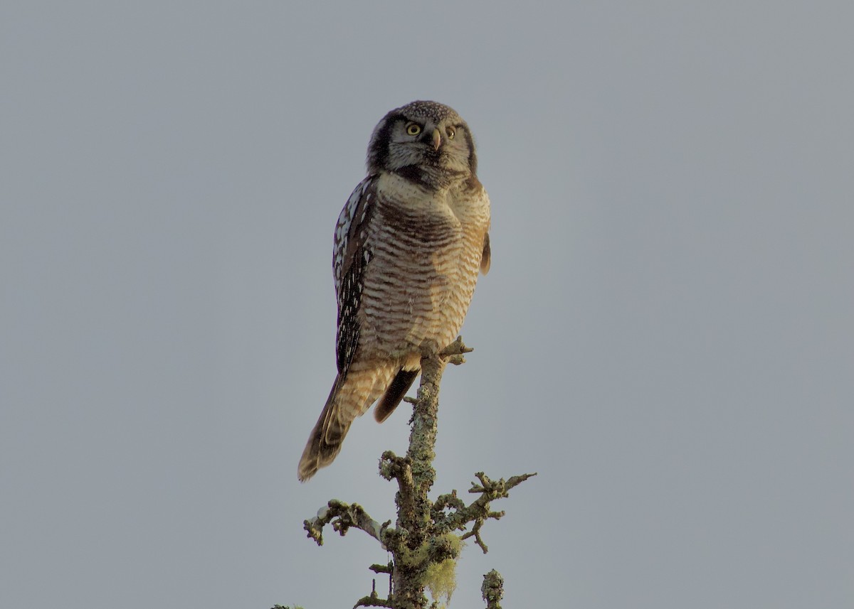 Northern Hawk Owl - ML645840114