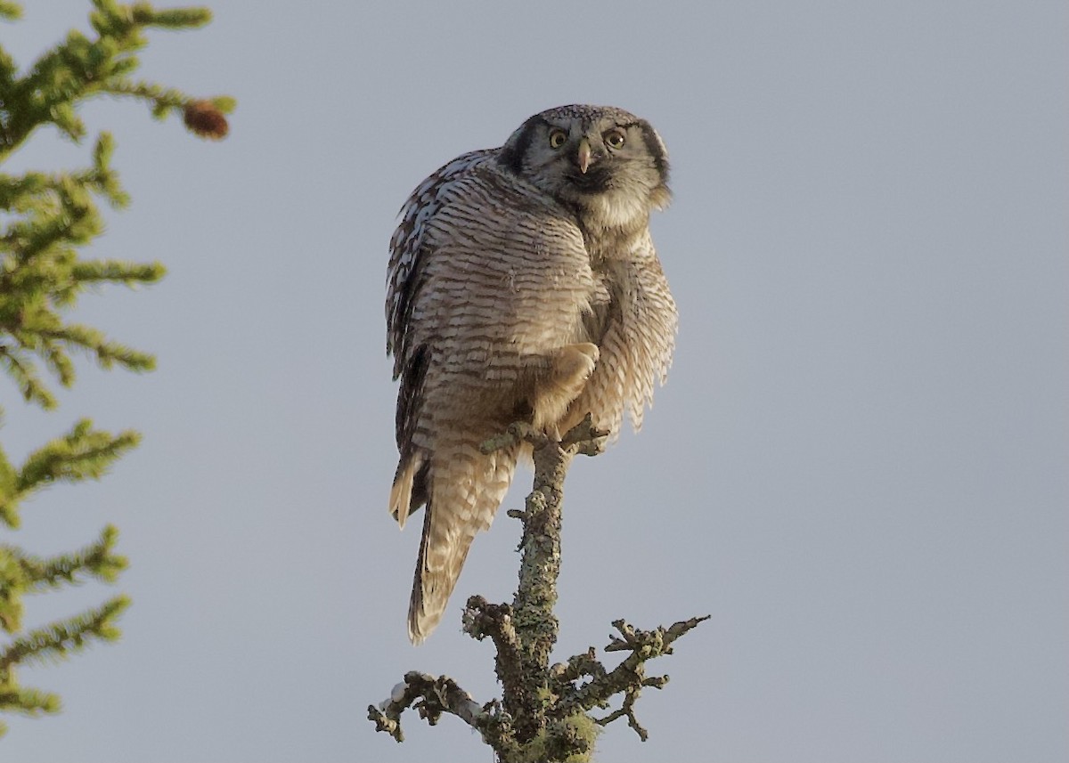 Northern Hawk Owl - ML645840115
