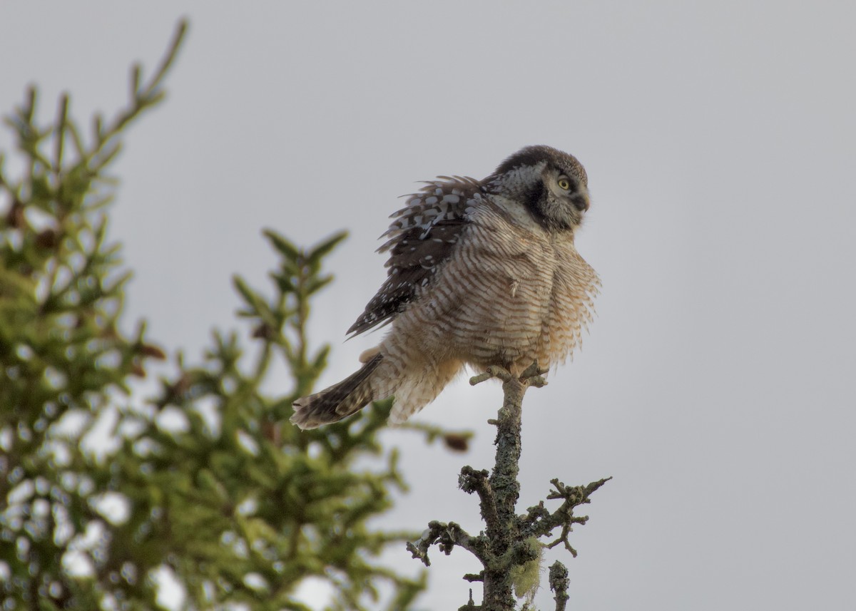 Northern Hawk Owl - ML645840116