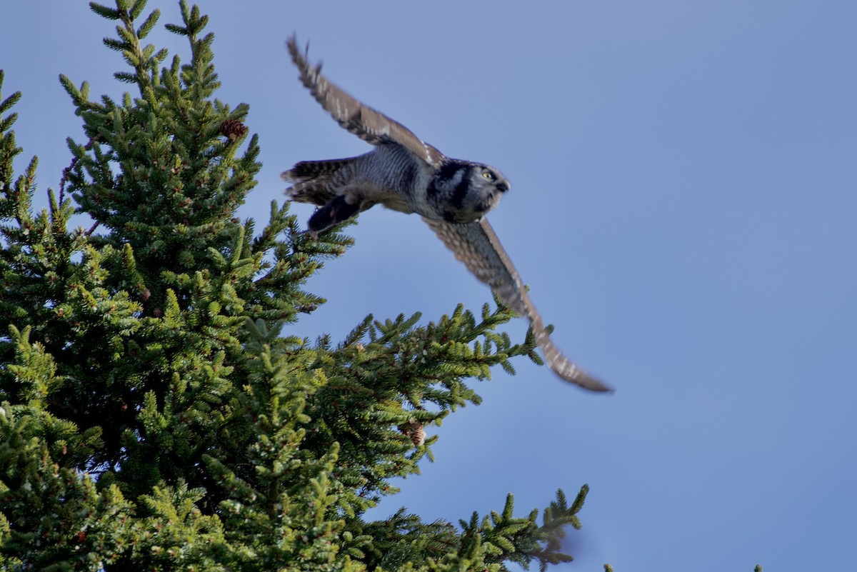 Northern Hawk Owl - ML645840117
