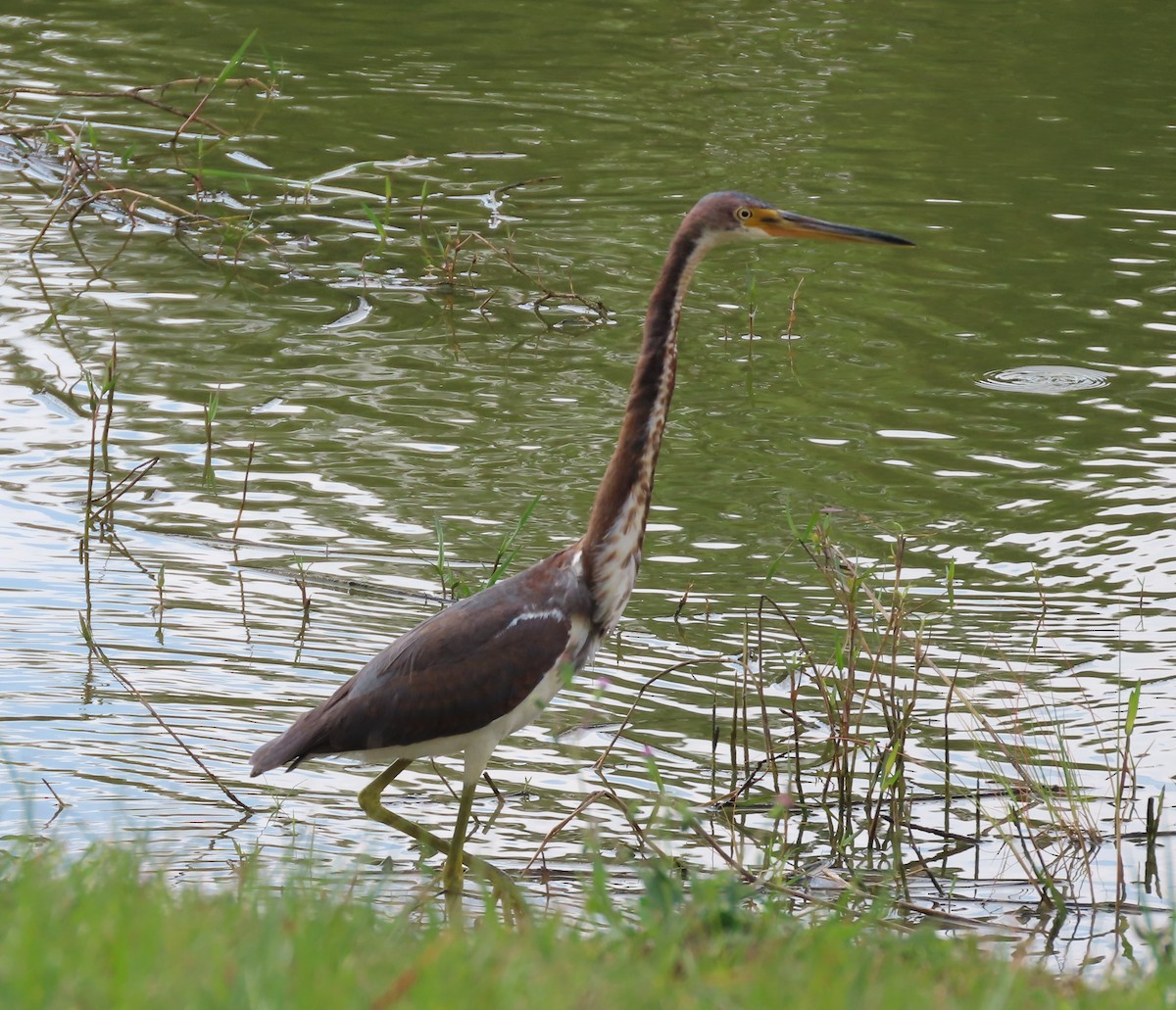 Tricolored Heron - ML645840118