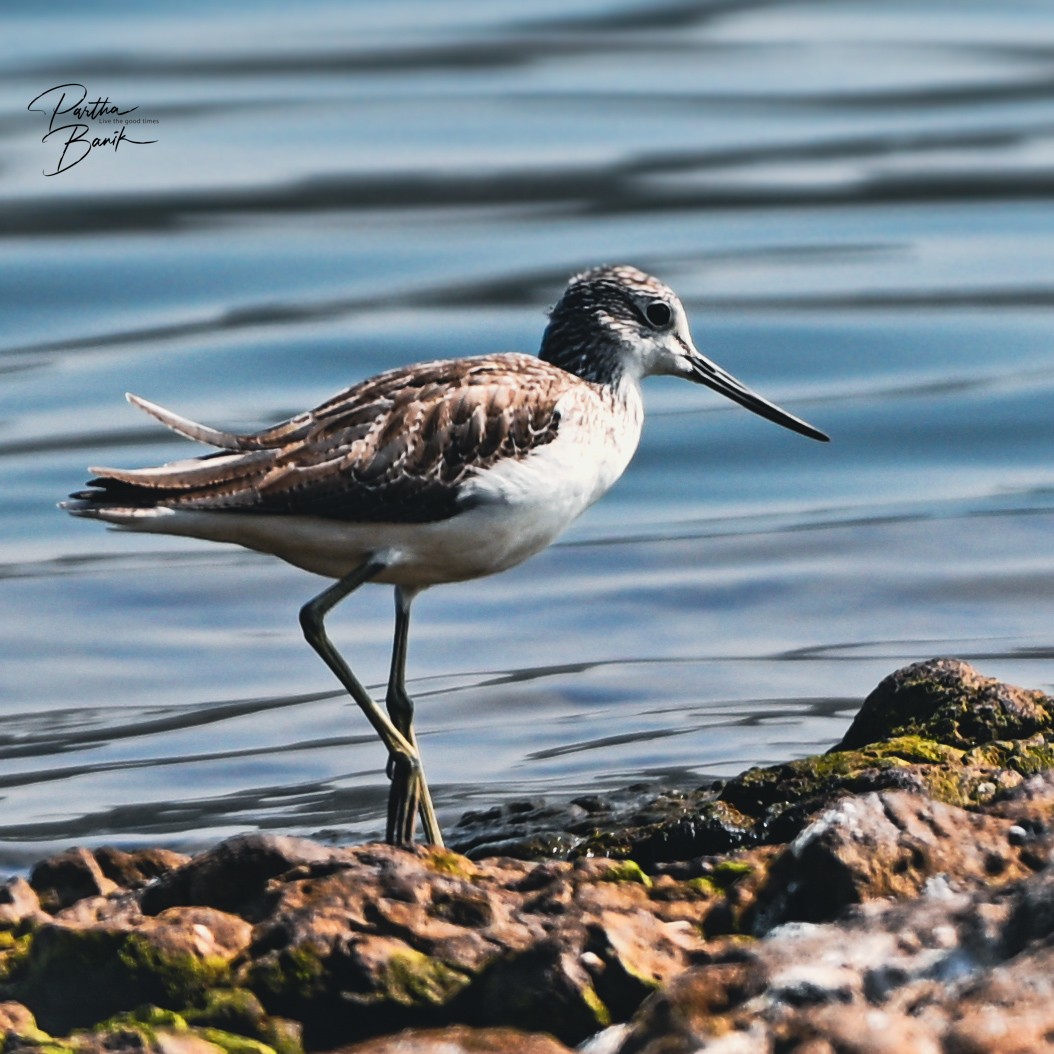 Common Greenshank - ML645840119