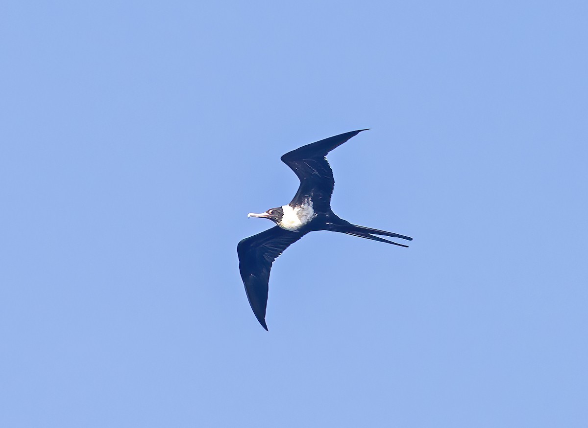 fregatka malá - ML645840121