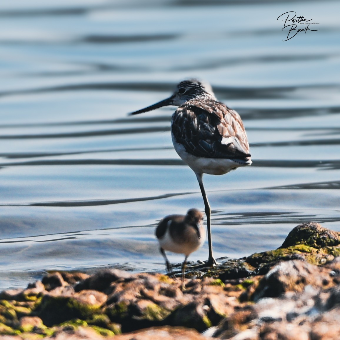 Common Greenshank - ML645840122