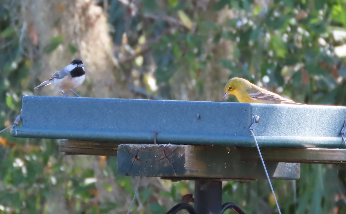Carolina Chickadee - ML645840127