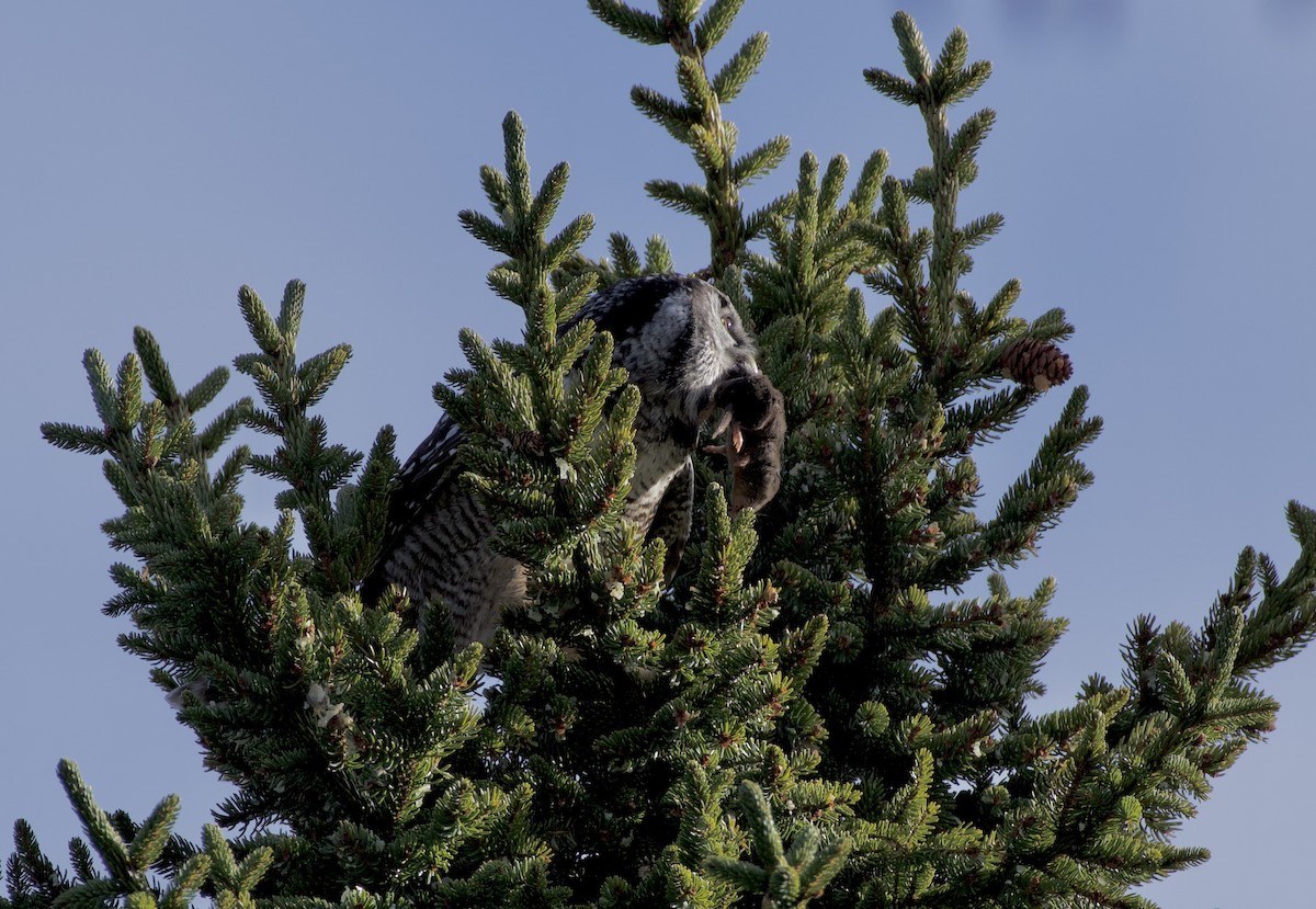 Northern Hawk Owl - ML645840128