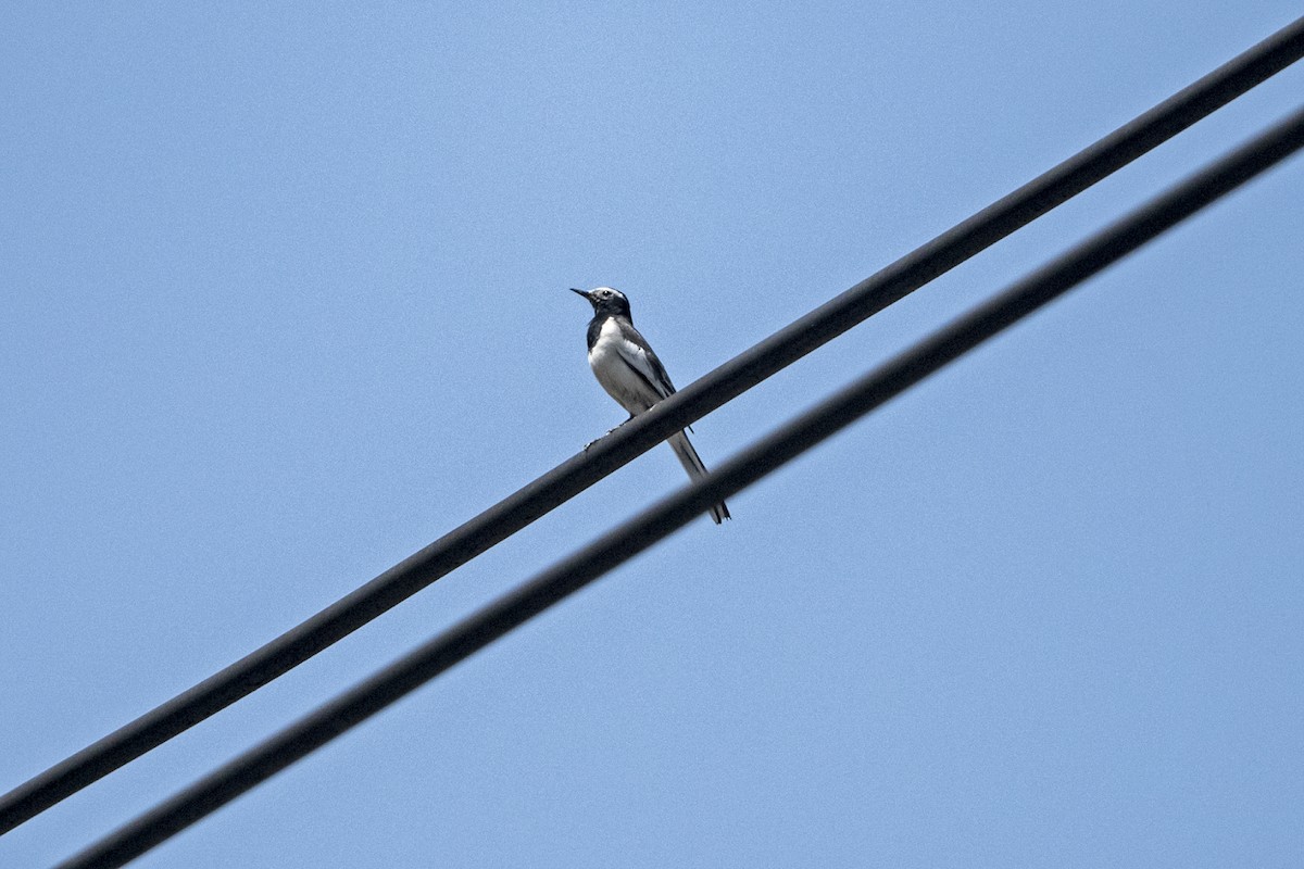 Bergeronnette grise (alboides) - ML645840141