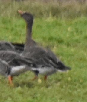 Ánsar Campestre de la Tundra - ML645840147