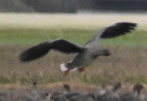 Ánsar Campestre de la Tundra - ML645840149