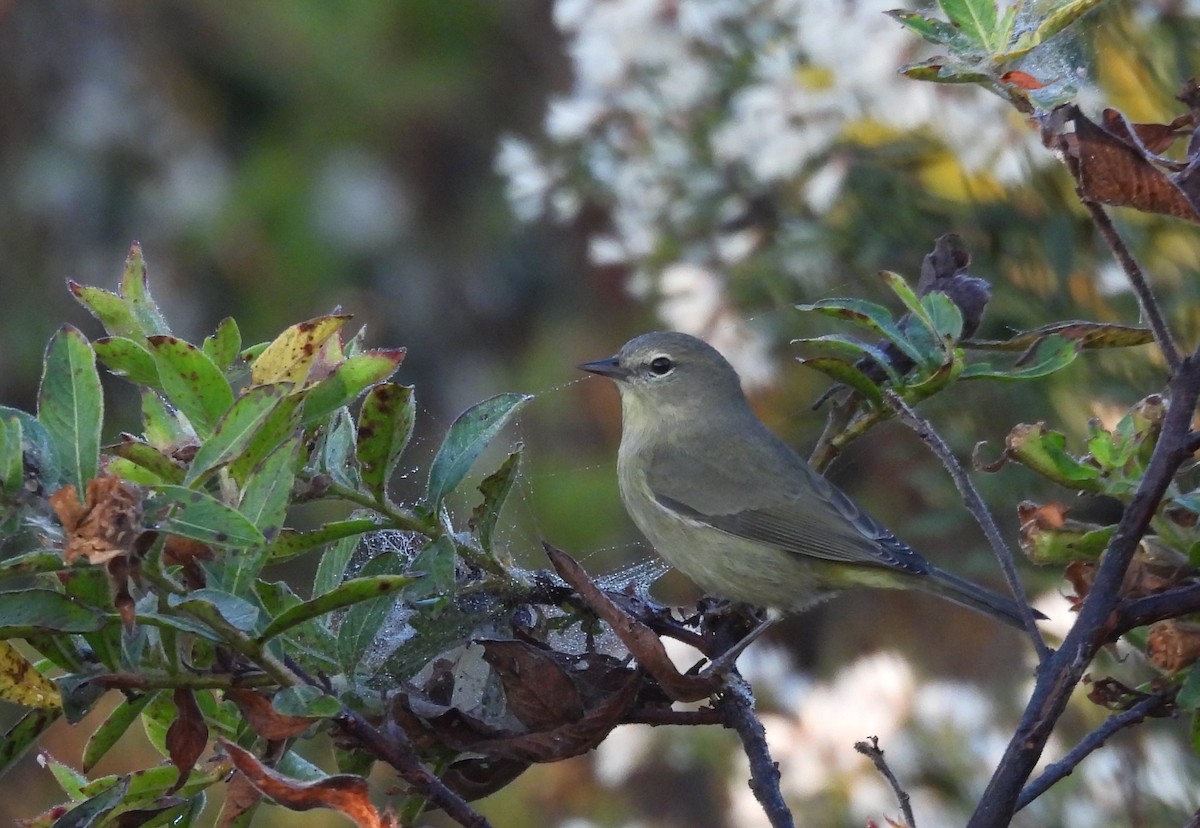 Reinita Coroninaranja - ML645840154