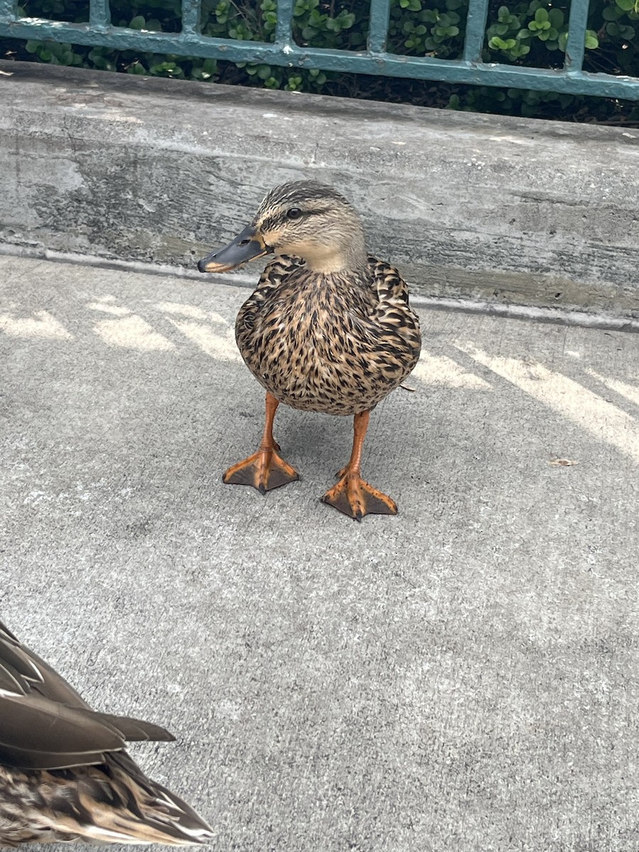 Ánade Azulón - ML645840156