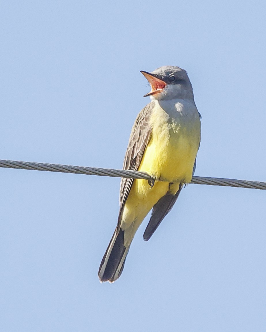 Tirano Occidental - ML645840157