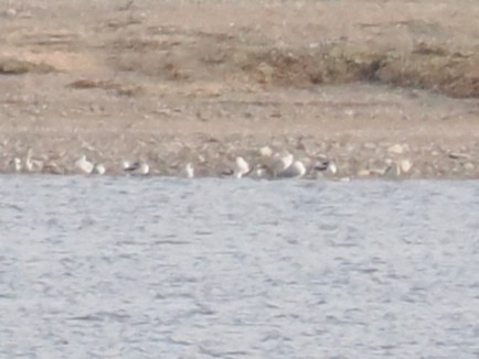 Avoceta Americana - ML645840158