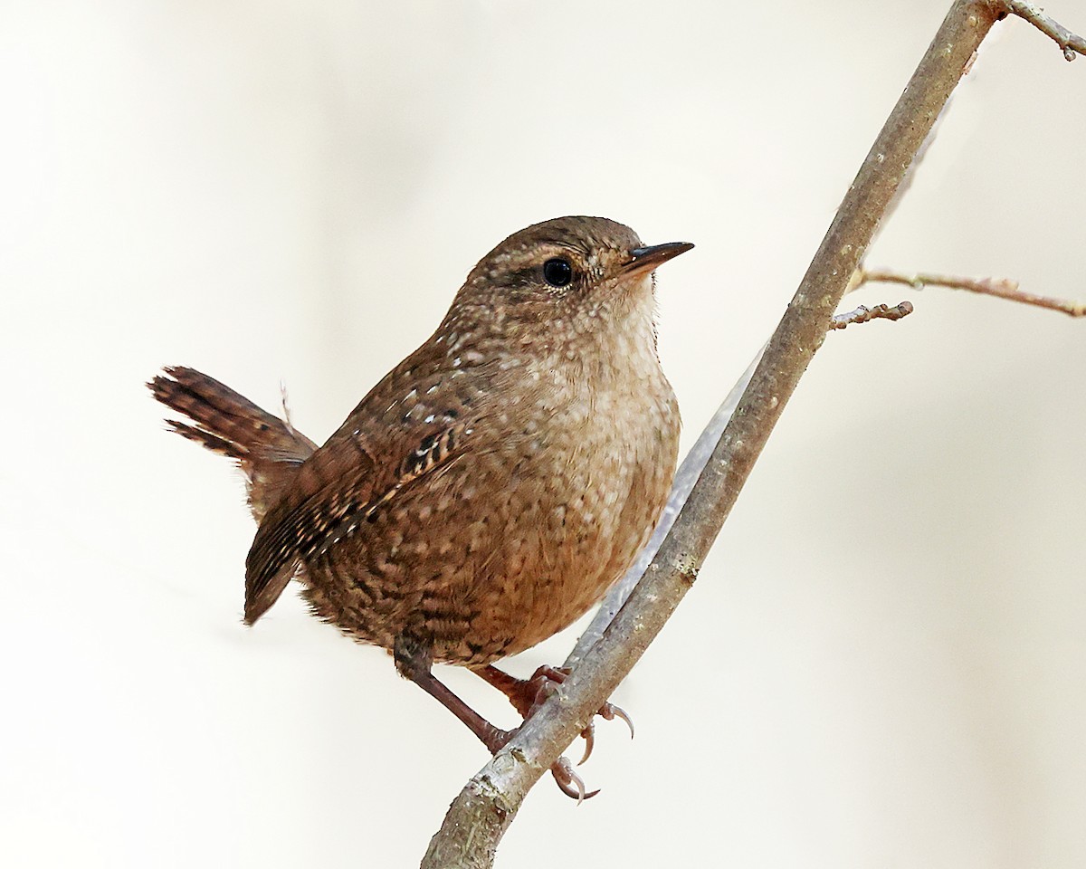 Chochín Hiemal - ML645840159