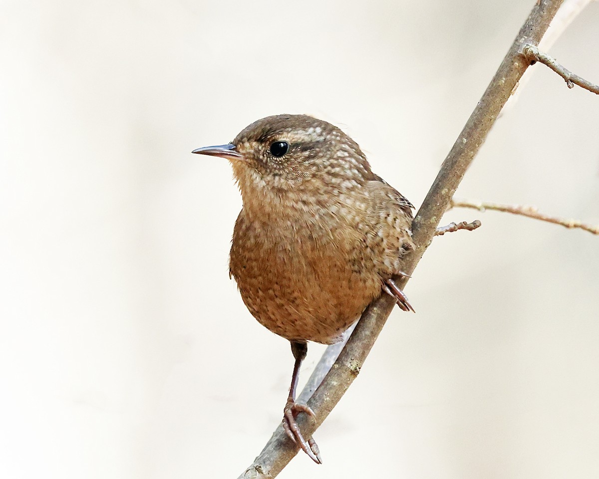 Chochín Hiemal - ML645840160