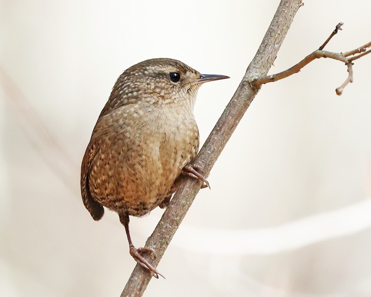 Chochín Hiemal - ML645840161