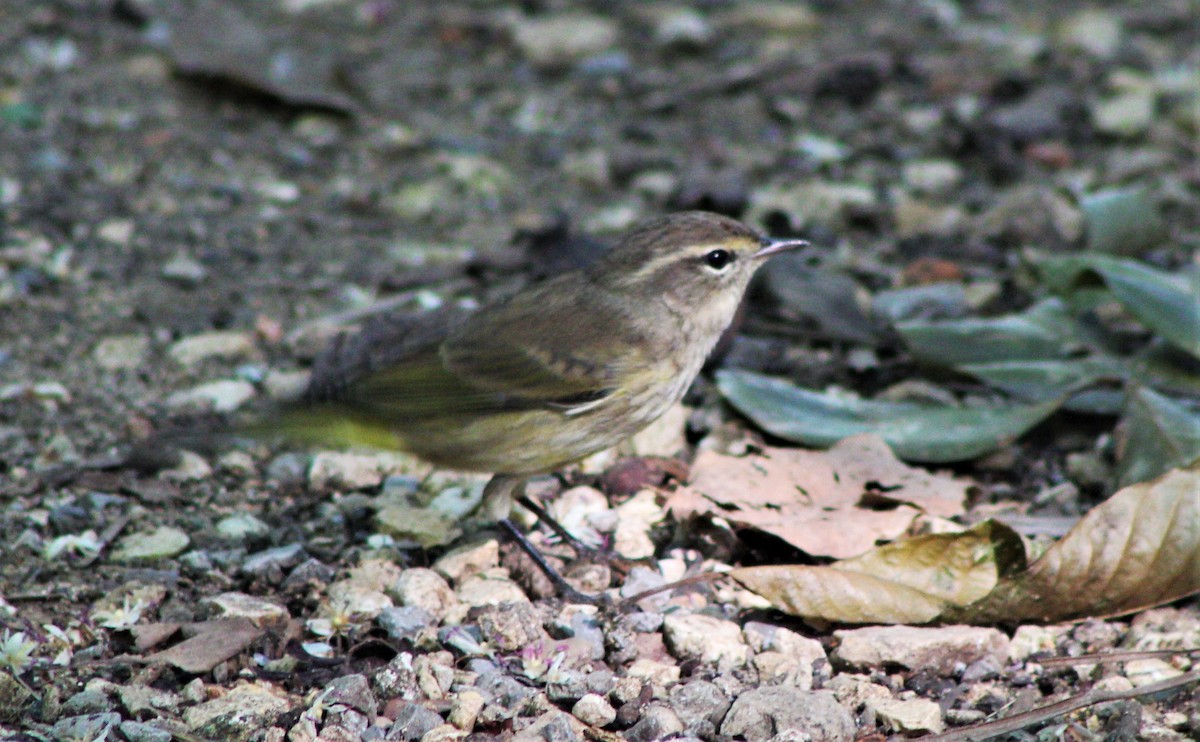 Reinita Palmera - ML645840162