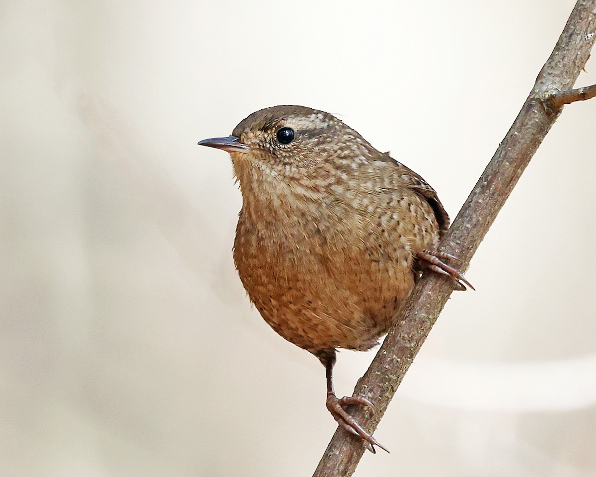 Chochín Hiemal - ML645840163