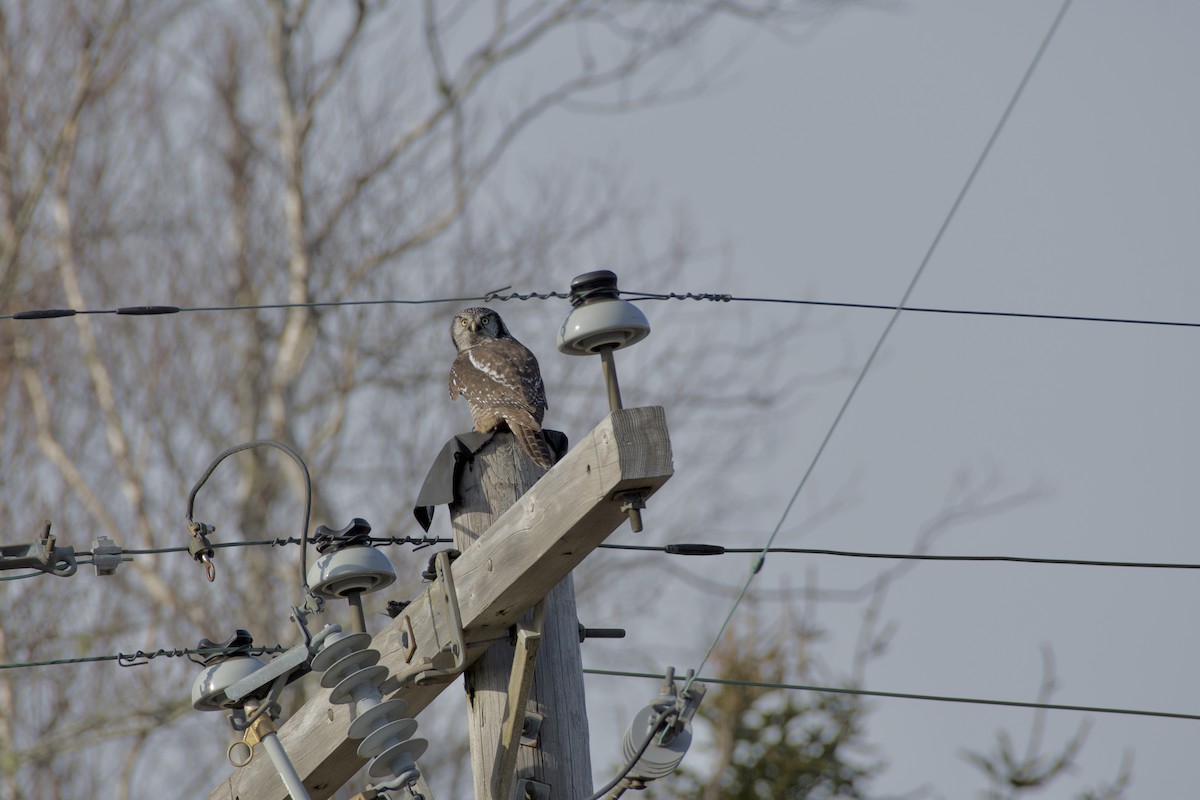 Northern Hawk Owl - ML645840164
