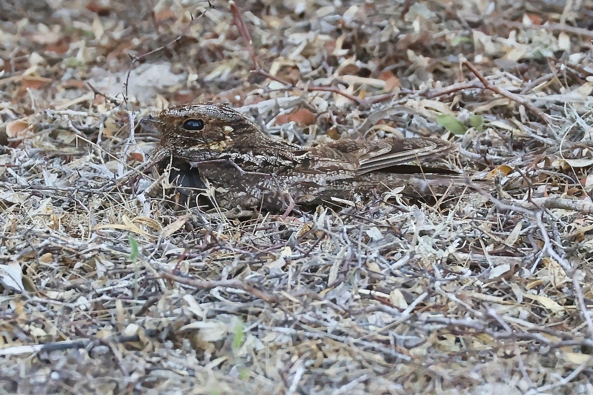 Chotacabras Malgache - ML645840166