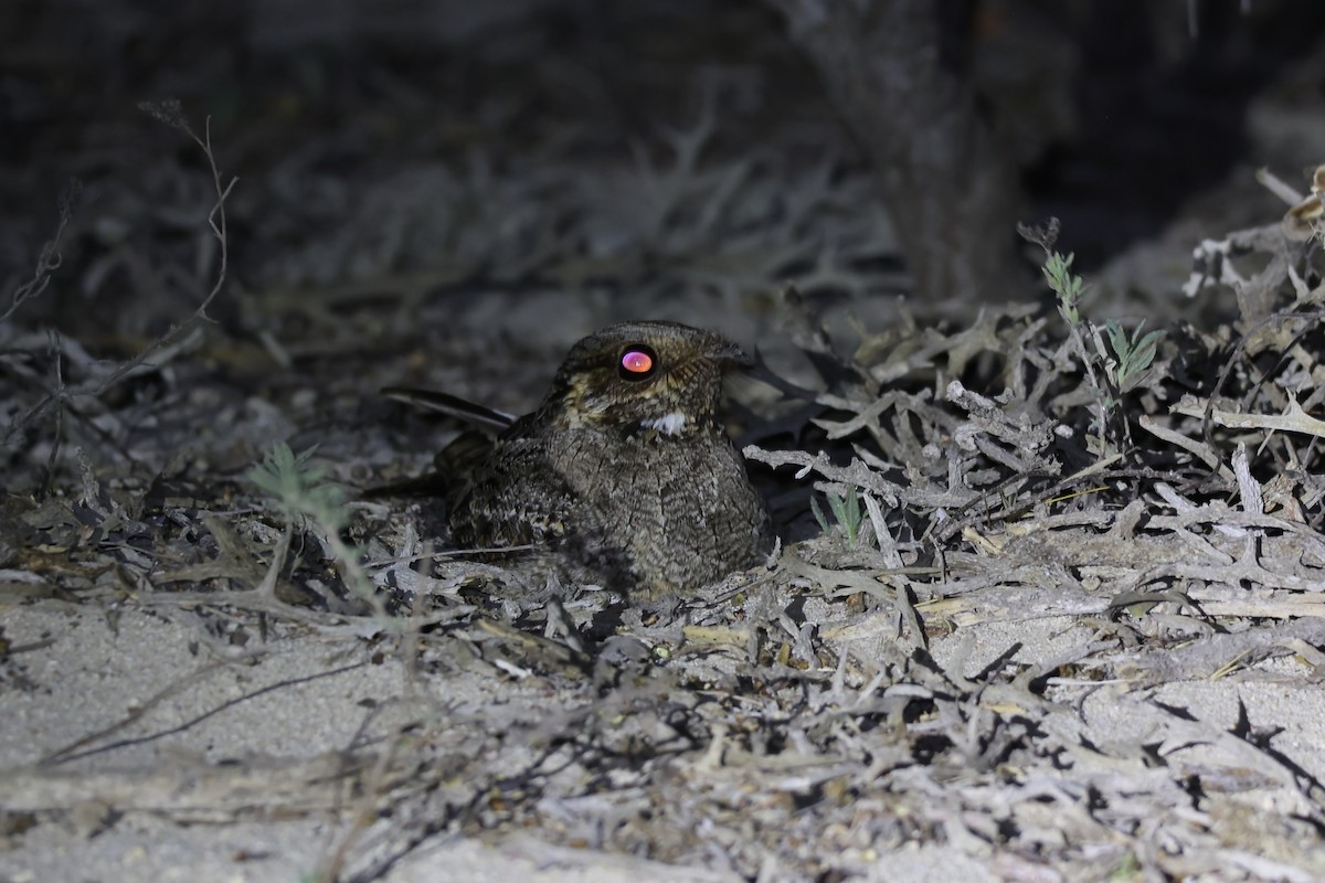 Chotacabras Malgache - ML645840167