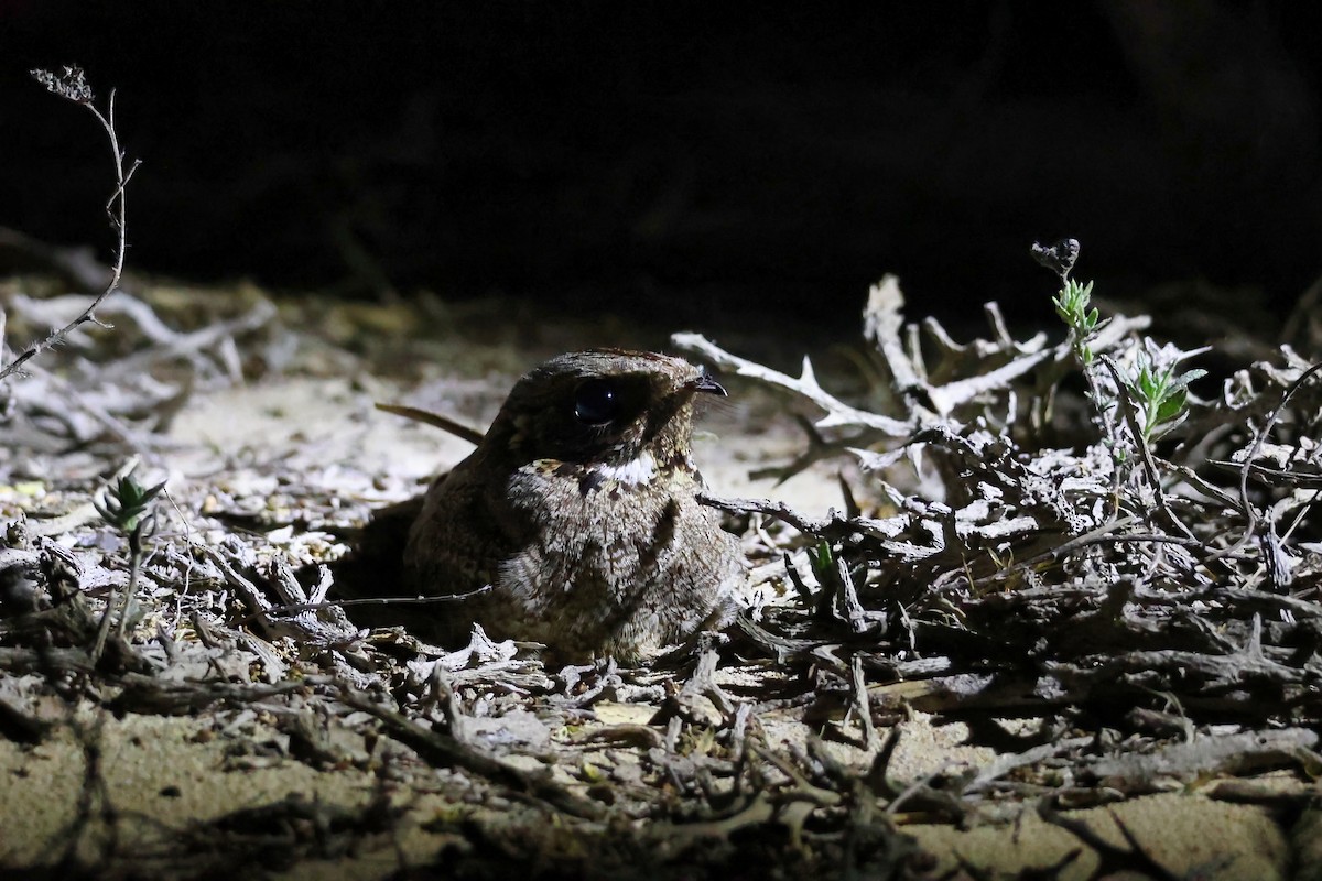 Chotacabras Malgache - ML645840168