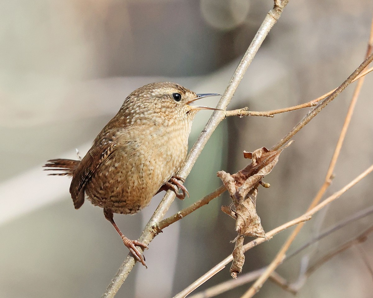 Chochín Hiemal - ML645840170