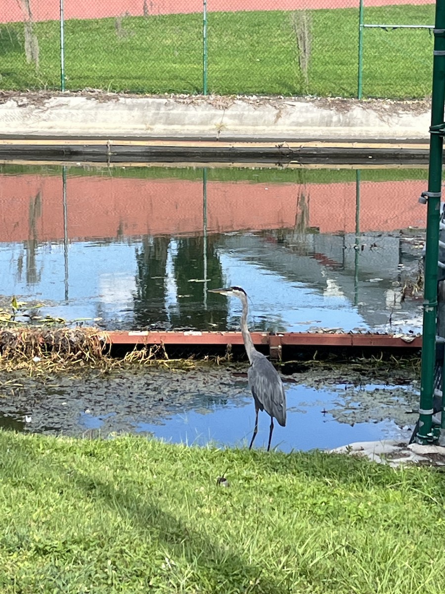 Garza Azulada - ML645840171