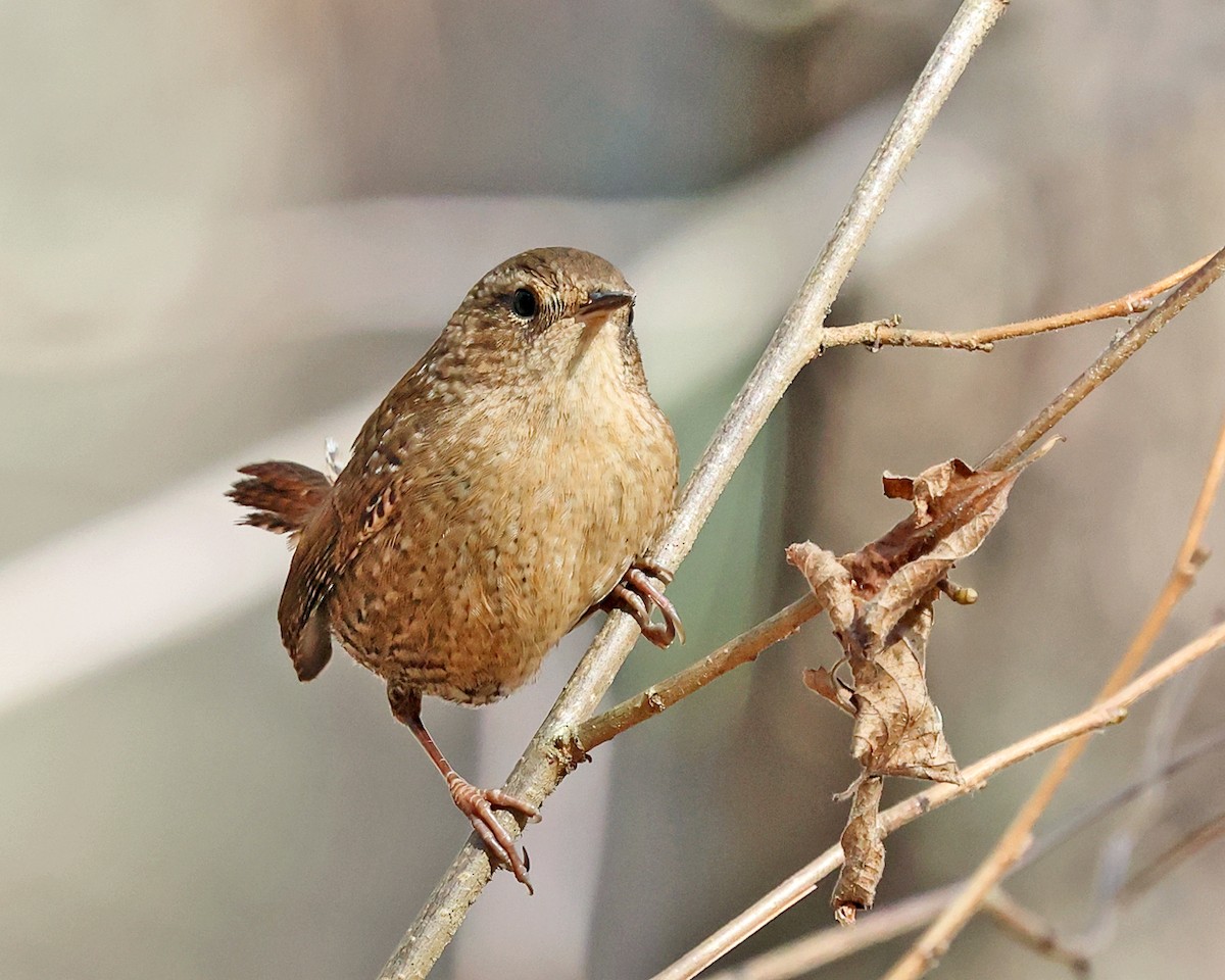 Chochín Hiemal - ML645840172