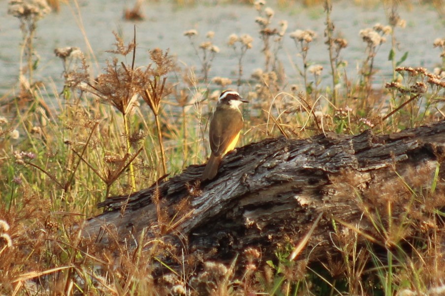 Bienteveo Común - ML645840173