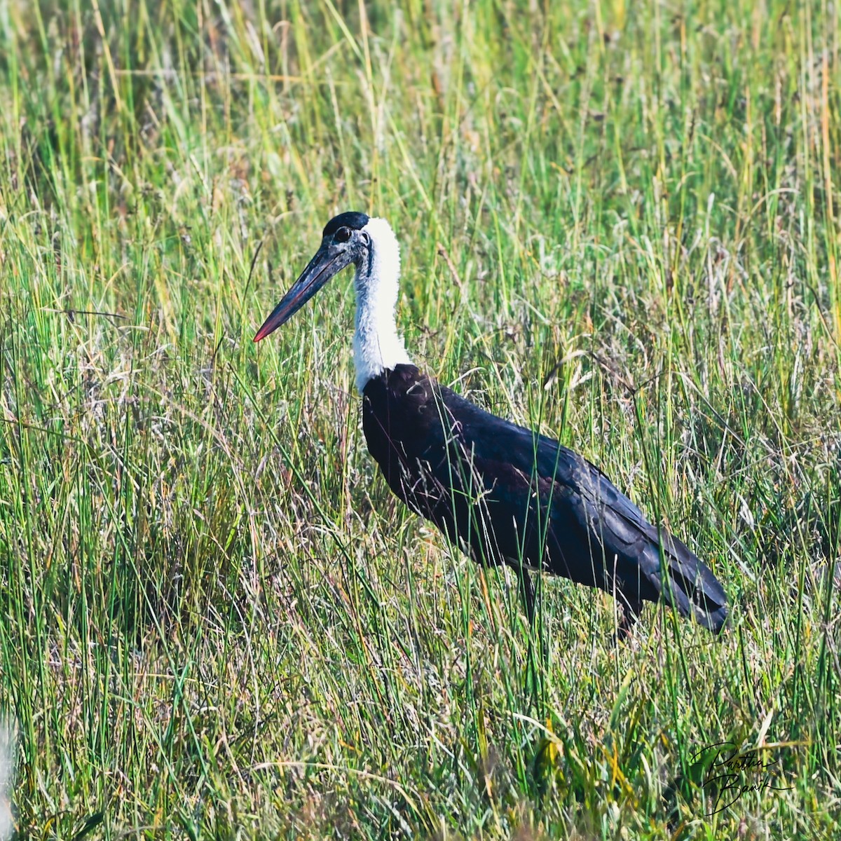 Cigüeña Lanuda Asiática - ML645840174