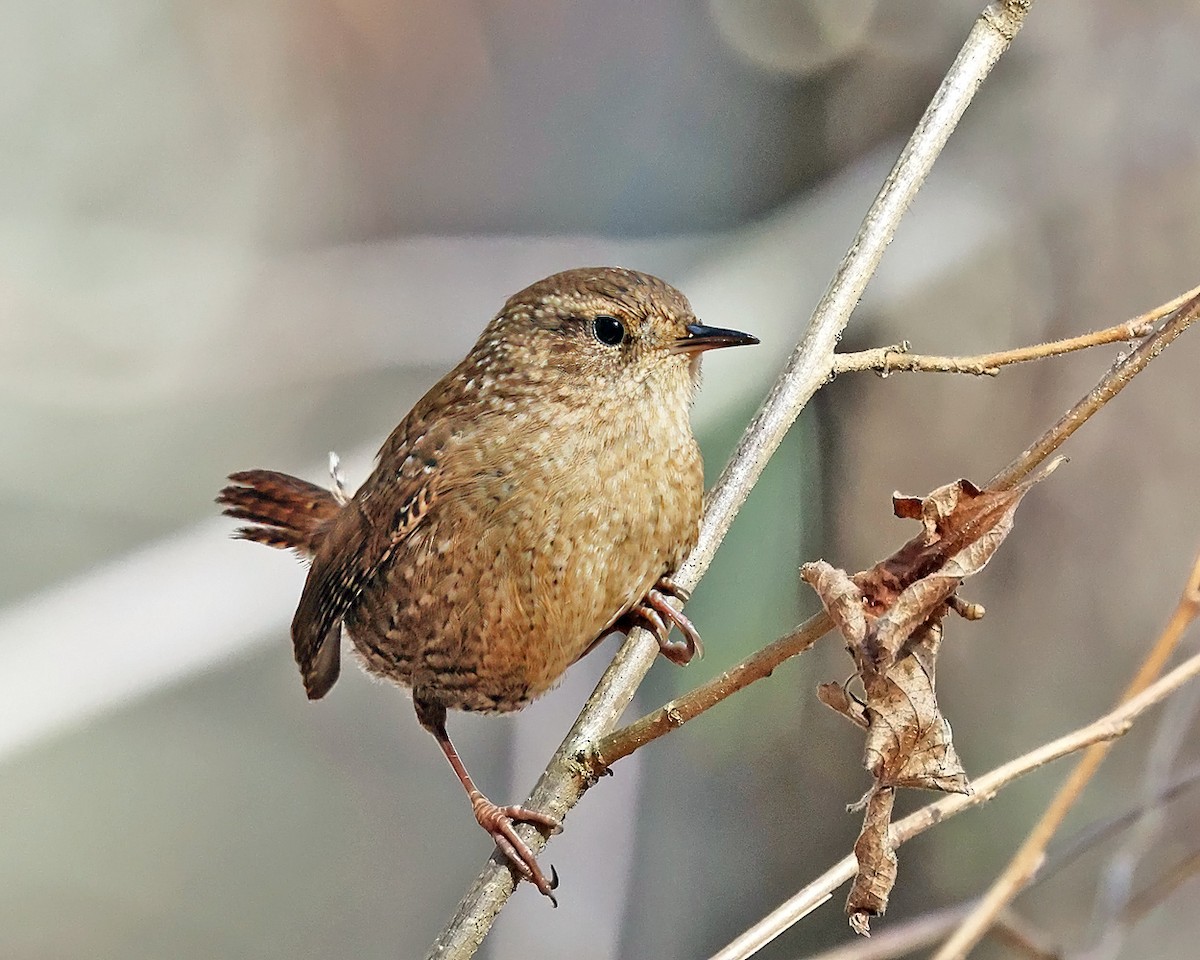 Chochín Hiemal - ML645840176