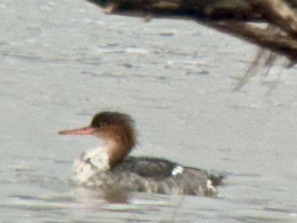 Red-breasted Merganser - ML645840180