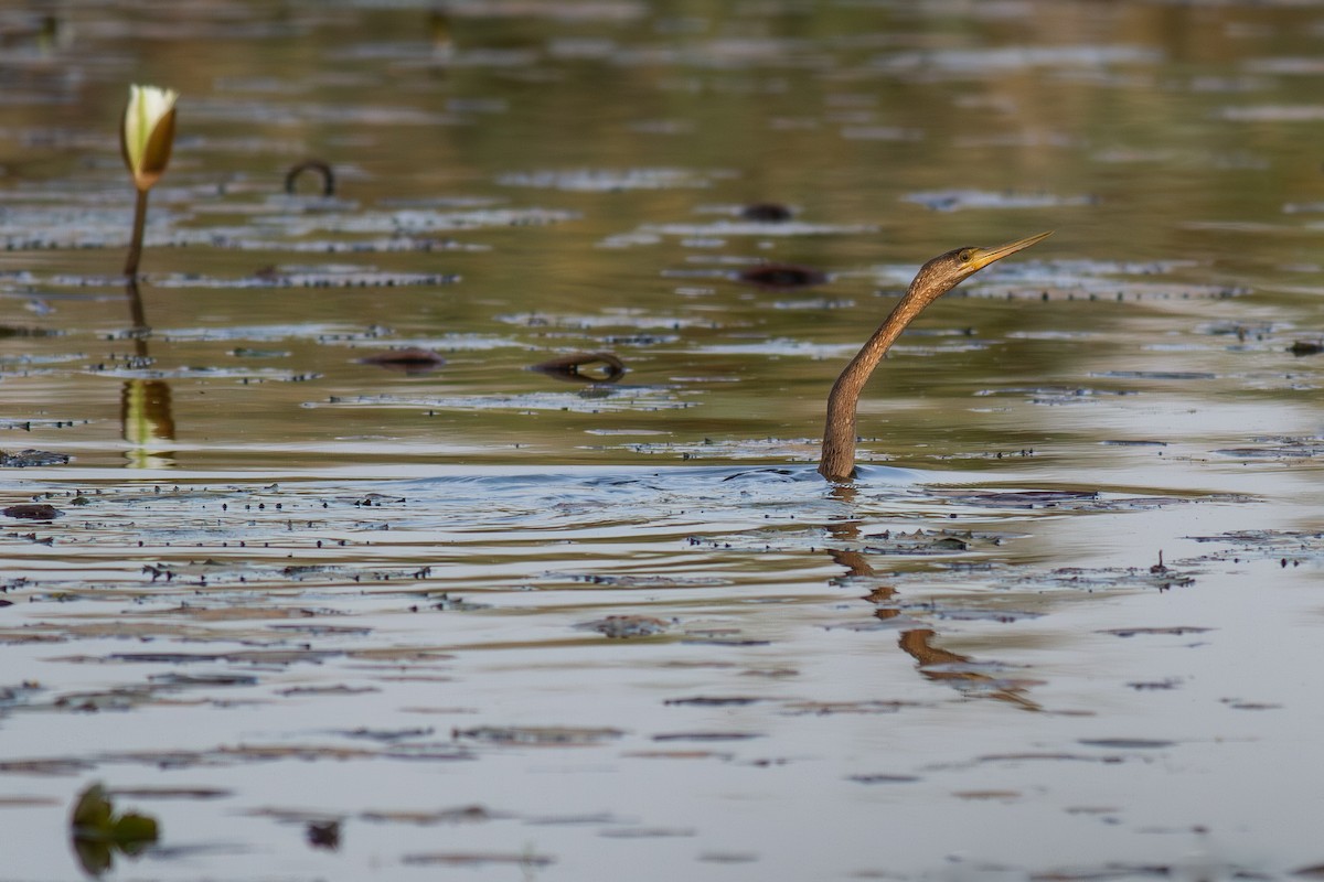 Anhinga Africana - ML645840181