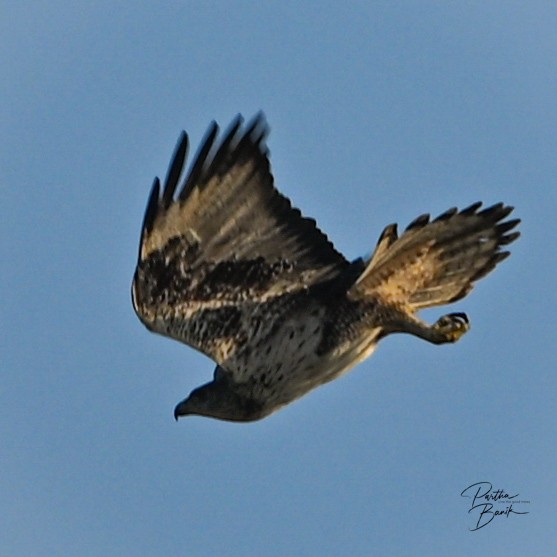 Águila Perdicera - ML645840183