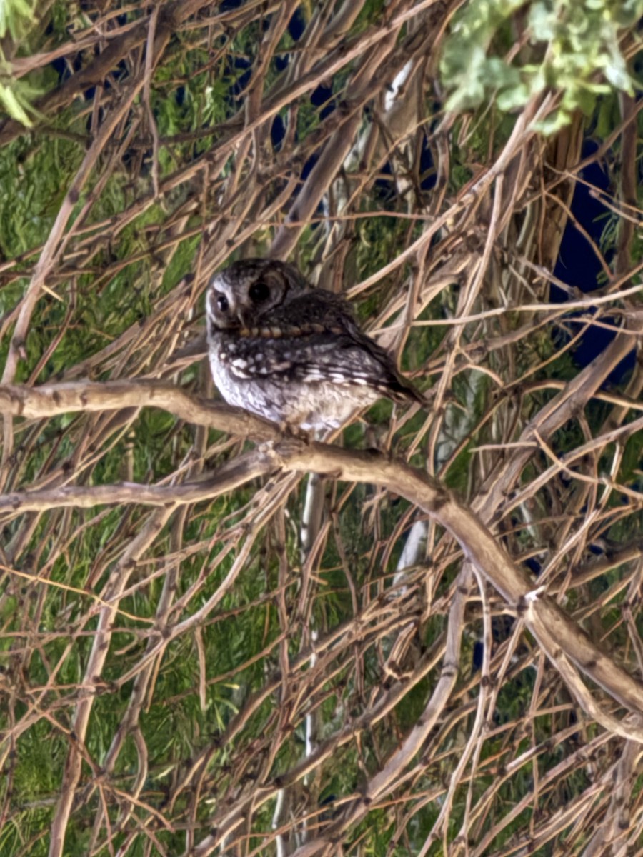 flammeugle - ML645840187